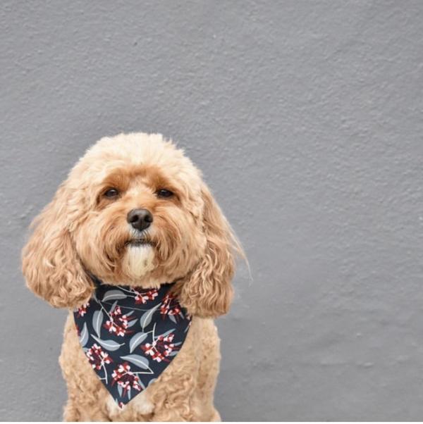dog wearing gumnut bandana