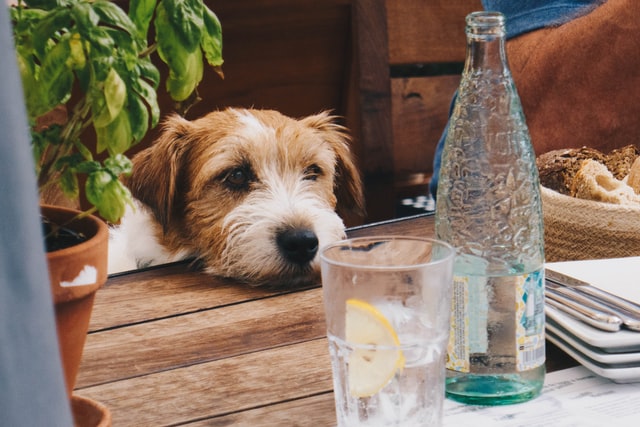 dog looking at drink