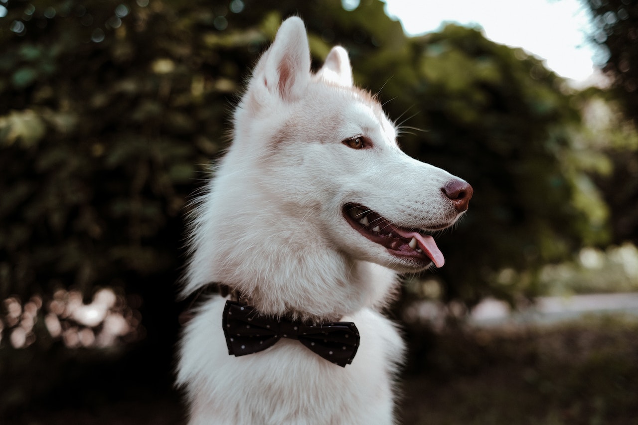 dog with bow tie collar