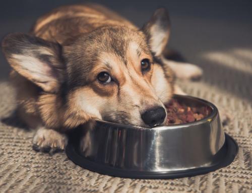 5 Health Benefits of Switching Pet Dogs Into Raw Food Diets