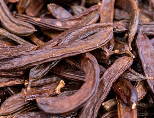 What You Need to Know About Carob Chocolate for Dogs