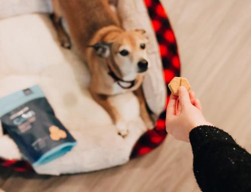 Are Natural Dehydrated Treats Great for Your Pooch?