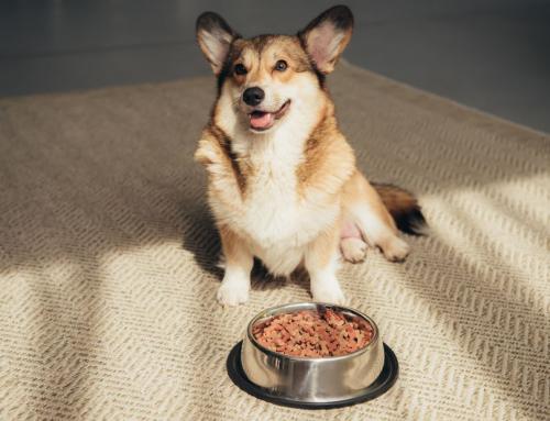 Essential Tips to Know When Introducing Your Dog to Raw Food