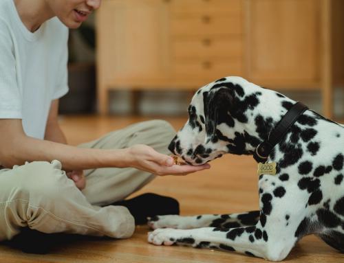 Are Pet Treats Necessary: What to Consider and Avoid