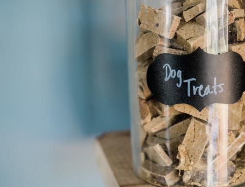 Everything You Need to Know About Healthy Dog Treats