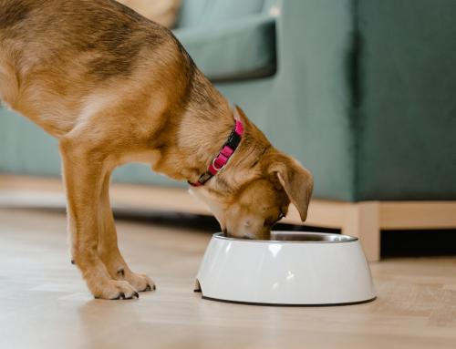 7 Practical Tips for Starting Your Puppy on a Raw Diet