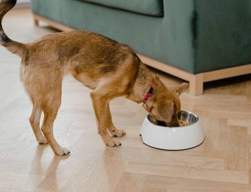 The “Raw Food” Diet for Pets: What to Know