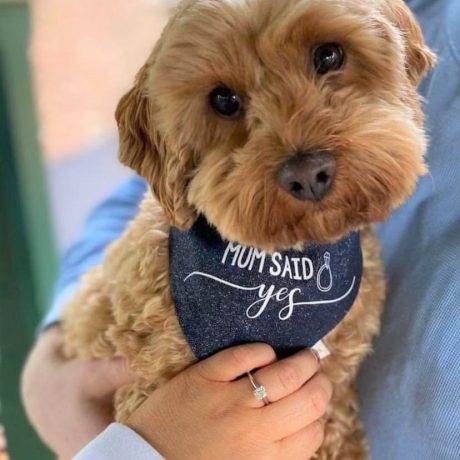 personalised dog bandana engagement announcement